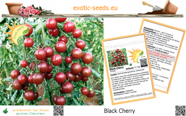 Tomate * Black Cherry * 50-1.000 Samen